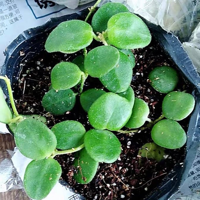 匍匐球蘭 Hoya serpens - 森流 GreenFlow - 動植物造景專門店