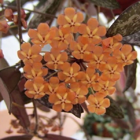 斑印球蘭 Hoya sigillatis - 森流 GreenFlow - 動植物造景專門店