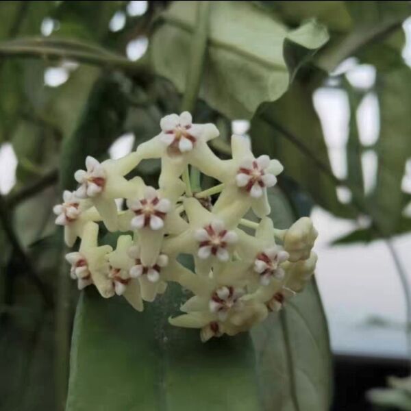 墨脫球蘭（ Hoya sp. motuoensis ） - 森流 GreenFlow - 動植物造景專門店