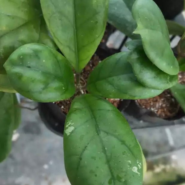 中提琴球蘭 Hoya viola - 森流 GreenFlow - 動植物造景專門店