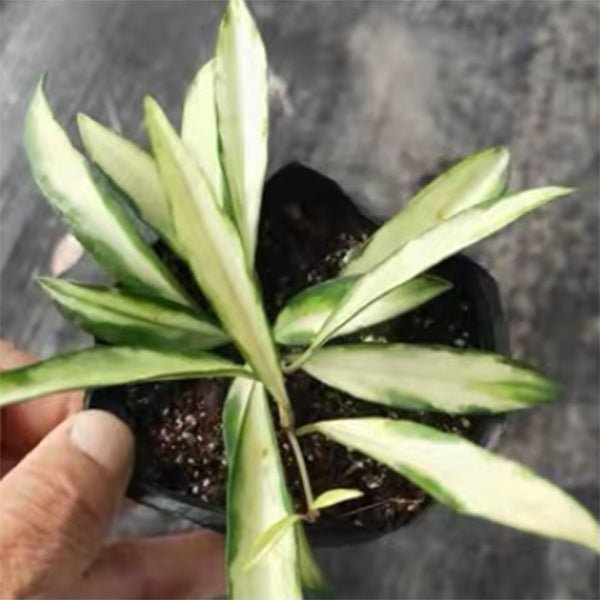 威特球蘭 Hoya wayetii var. - 森流 GreenFlow - 動植物造景專門店