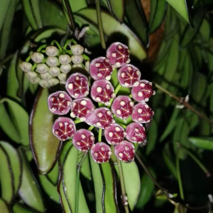 威特球蘭 Hoya wayetii var. - 森流 GreenFlow - 動植物造景專門店