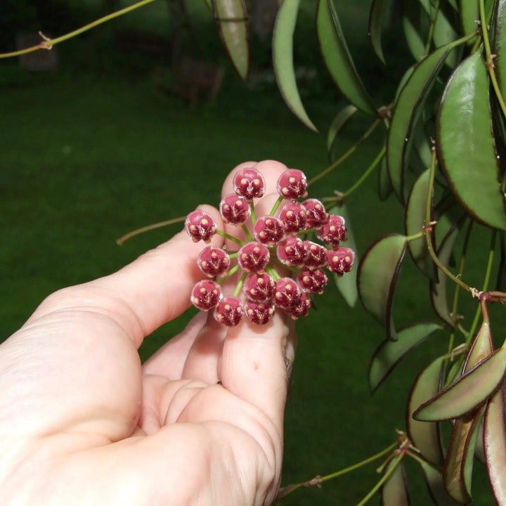 威特球蘭 Hoya wayetii var. - 森流 GreenFlow - 動植物造景專門店