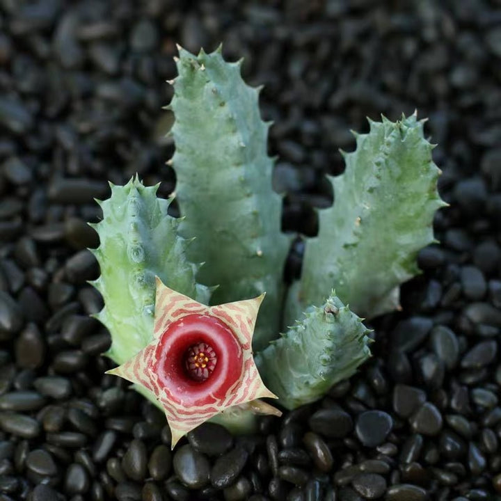 斑馬蘿藦 Huernia zebrina - 森流 GreenFlow - 動植物造景專門店