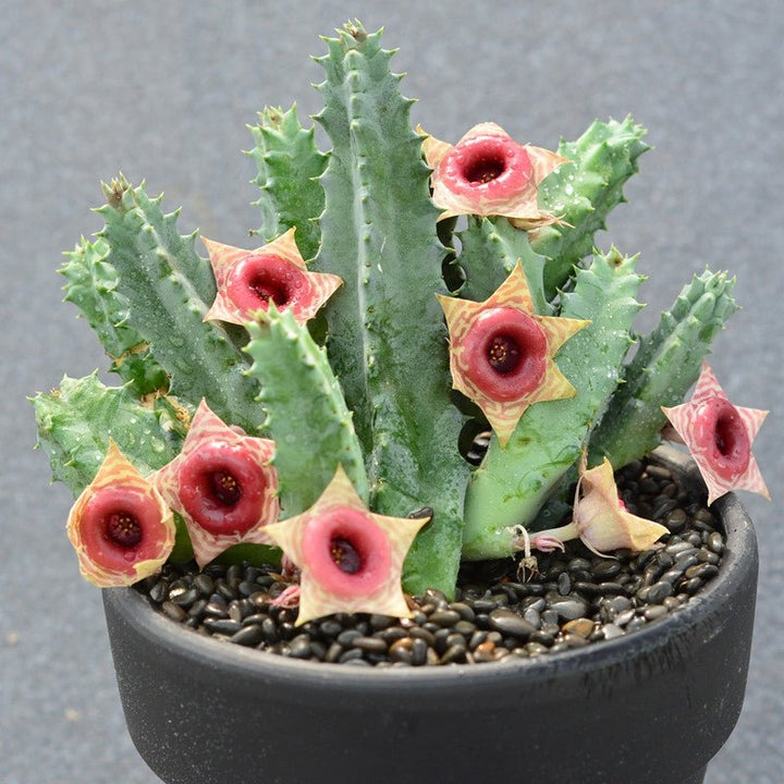 斑馬蘿藦 Huernia zebrina - 森流 GreenFlow - 動植物造景專門店