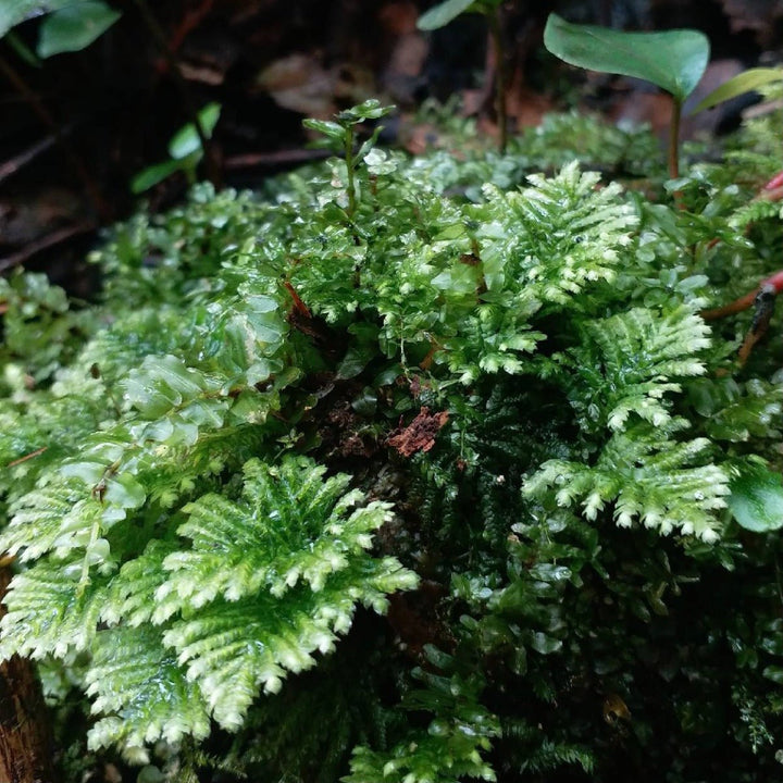 南亞孔雀蘚 Hypopterygium rotulatum - 森流 GreenFlow - 動植物造景專門店