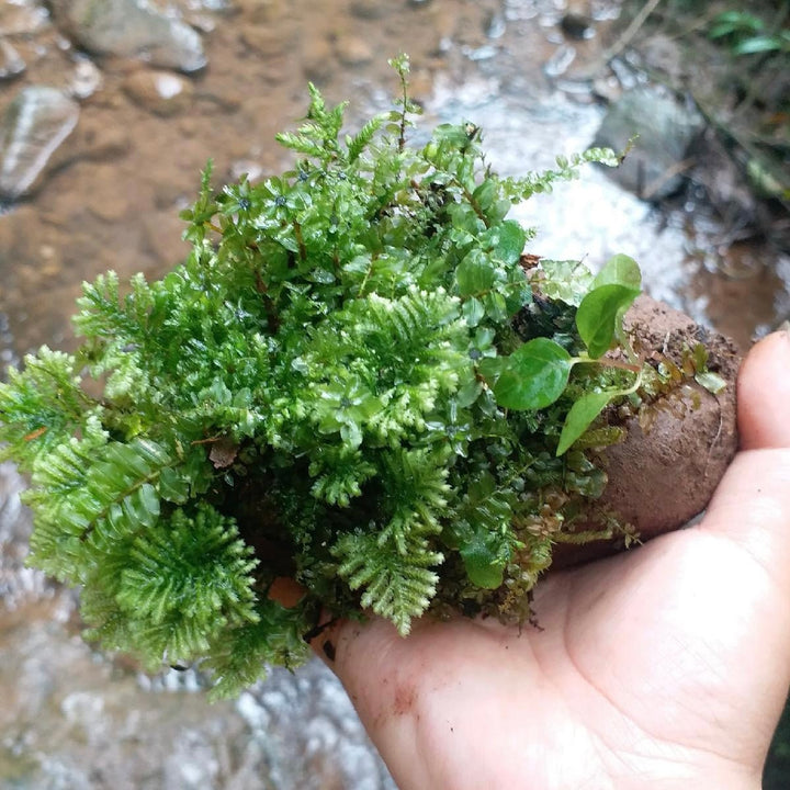 南亞孔雀蘚 Hypopterygium rotulatum - 森流 GreenFlow - 動植物造景專門店