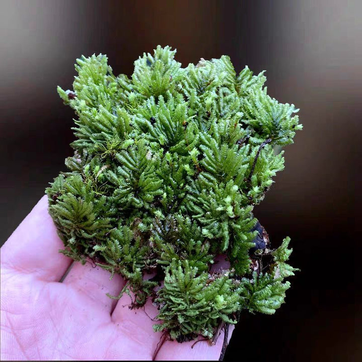 南亞孔雀蘚 Hypopterygium rotulatum - 森流 GreenFlow - 動植物造景專門店