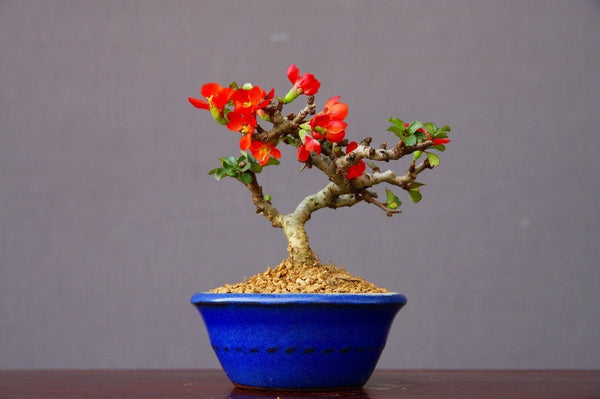 Changshou plum small potted plant/shu 6 years old r1163503288