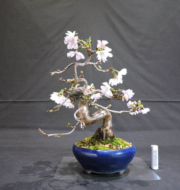 桜 十月桜 ( ジュウガツザクラ / サクラ ) 盆栽 奥行20cm 横幅23.5cm 高さ25cm u1160997393