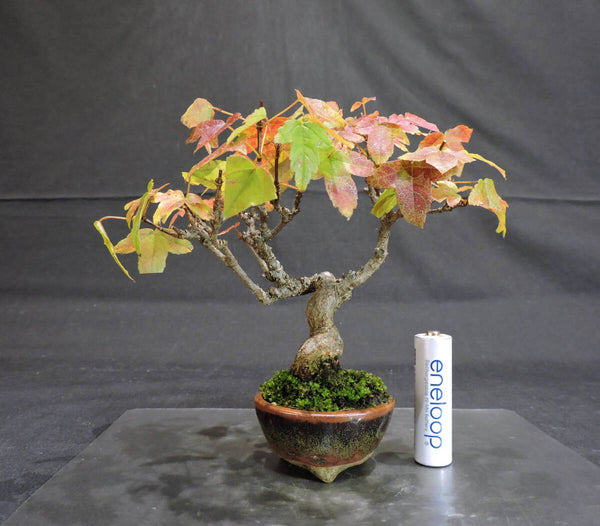 Maple ミニbonsai Ao Xing 11.5cm width 13.5cm height 13.5cm c1161126997