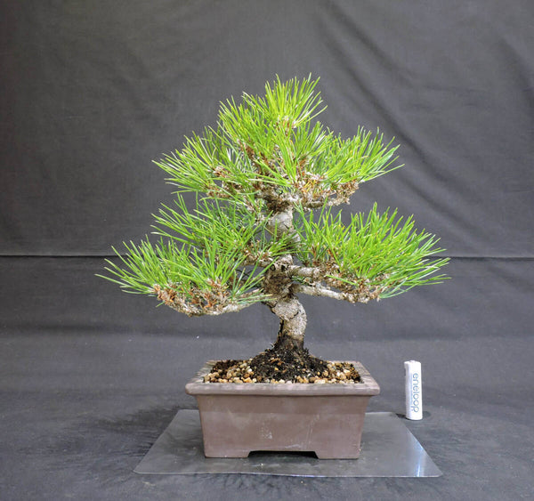 Mikawa black pine potted plant Oku 18cm width 25cm height 27cm m1166169509