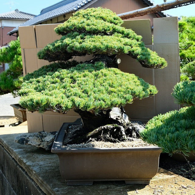 宮島五葉松 大品盆栽／樹齢１００年 o1104751198 - 森流 GreenFlow - 動植物造景專門店