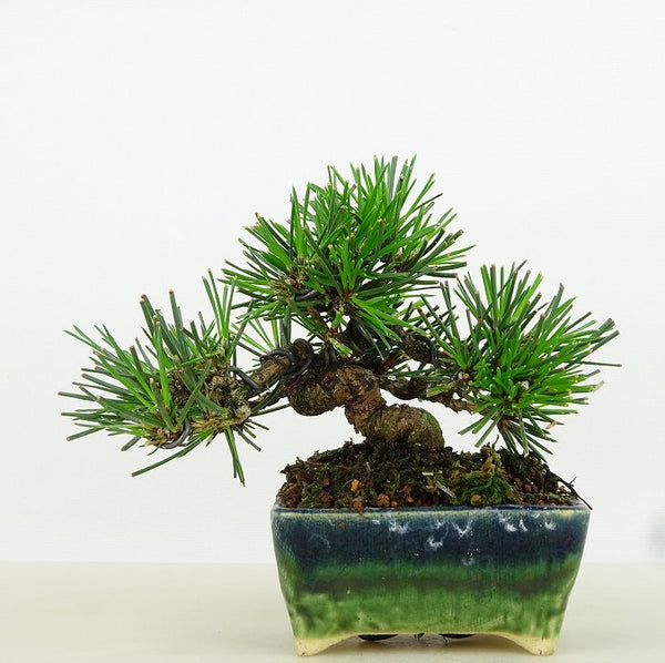 盆栽 松 黒松 樹高 約9cm くろまつ Pinus thunbergii クロマツ マツ科 常緑針葉樹 観賞用 小品 n1155916083