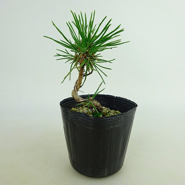 盆栽 松 黒松 樹高 約8～9cm くろまつ Pinus thunbergii クロマツ マツ科 常緑針葉樹 観賞用 小品 数量物 セレクト n1086511210