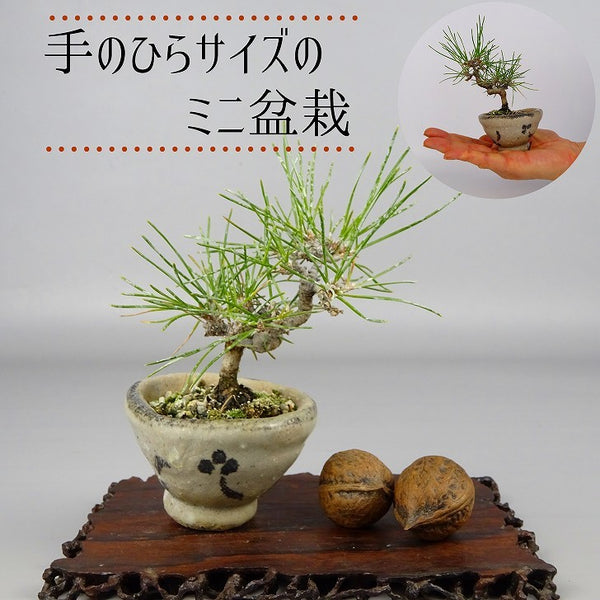 盆栽 松 黒松 ミニ盆栽 樹高 約10cm くろまつ Pinus thunbergii クロマツ マツ科 常緑針葉樹 観賞用 小品 k1086522316