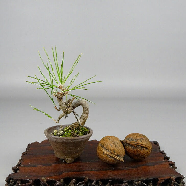 盆栽 松 黒松 ミニ盆栽 樹高 約8.5cm くろまつ Pinus thunbergii クロマツ マツ科 常緑針葉樹 観賞用 小品 o1086505149