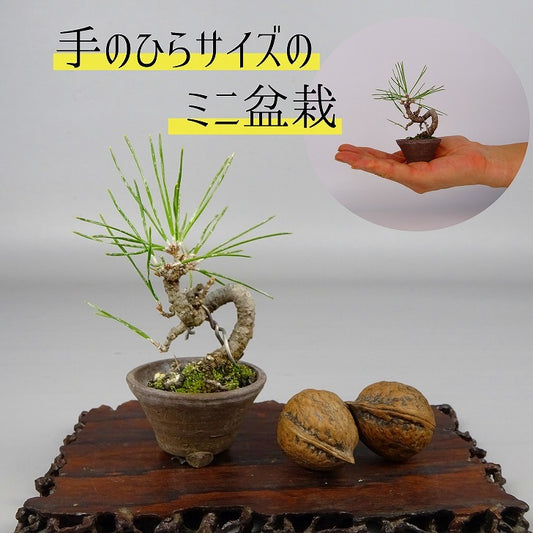 盆栽 松 黒松 ミニ盆栽 樹高 約8.5cm くろまつ Pinus thunbergii クロマツ マツ科 常緑針葉樹 観賞用 小品 o1086505149