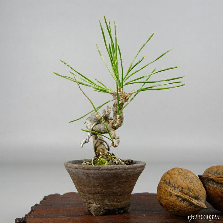 盆栽 松 黒松 ミニ盆栽 樹高 約8.5cm くろまつ Pinus thunbergii クロマツ マツ科 常緑針葉樹 観賞用 小品 o1086505149