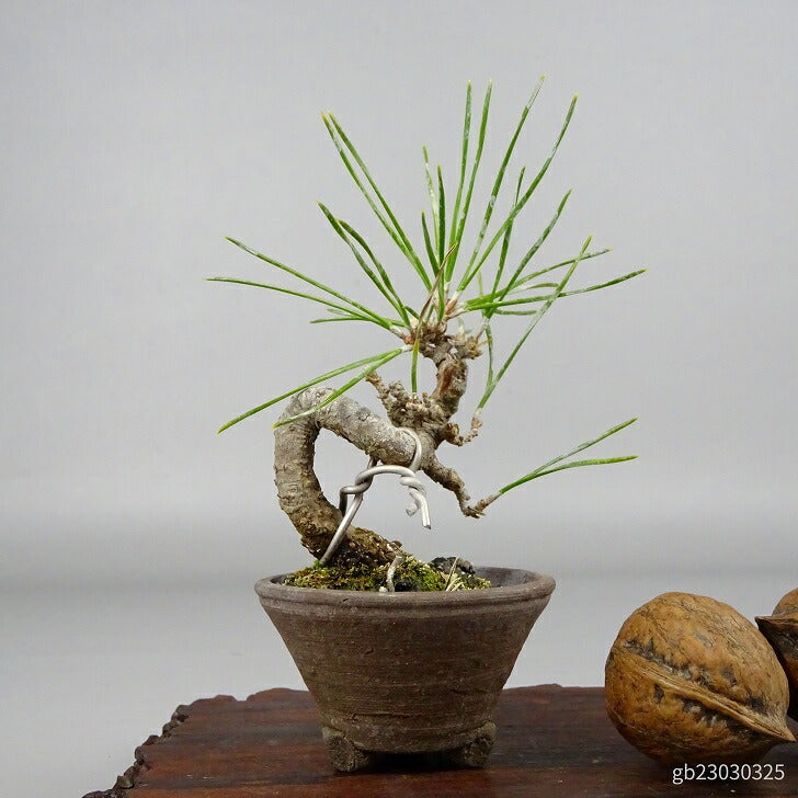 盆栽 松 黒松 ミニ盆栽 樹高 約8.5cm くろまつ Pinus thunbergii クロマツ マツ科 常緑針葉樹 観賞用 小品 o1086505149