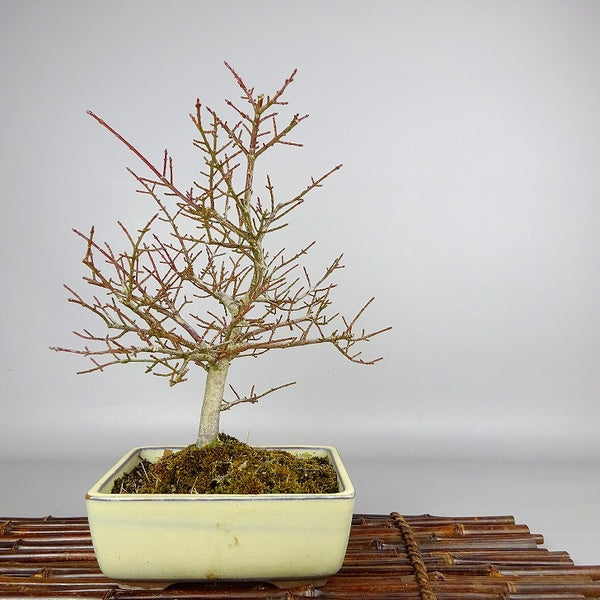 盆栽 こまゆみ 樹高 約24～26cm Euonymus alatus form ciliatodentatus コマユミ 実物 ニシキギ科 落葉広葉樹 紅葉 観賞用 数量物 セレクト t1086904044