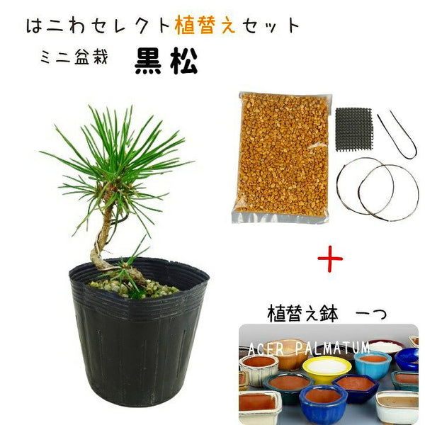 盆栽 松 黒松 植替えセット ミニ盆栽 樹高 約8～9cm くろまつ Pinus thunbergii クロマツ マツ科 常緑針葉樹 観賞用 小品 数量物 セレクト m1087078779