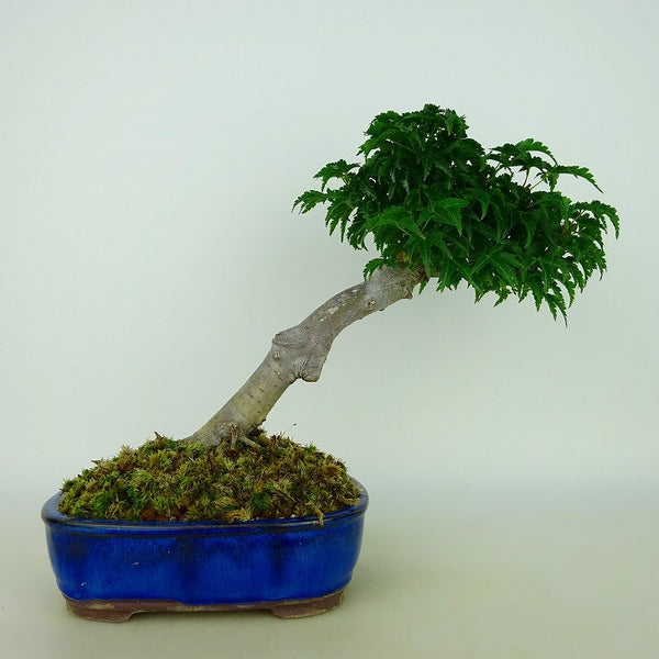 盆栽 紅葉 獅子頭 樹高 約18cm～20cm もみじ Acer palmatum モミジ カエデ科 落葉樹 観賞用 小品 数量物 セレクト c1092368408