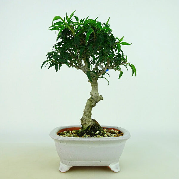 盆栽 小性梅 樹高 約19～20cm こしょうばい Ilex serrata var.subtilis コショウバイ モチノキ科 落葉樹 観賞用 小品 数量物 セレクト