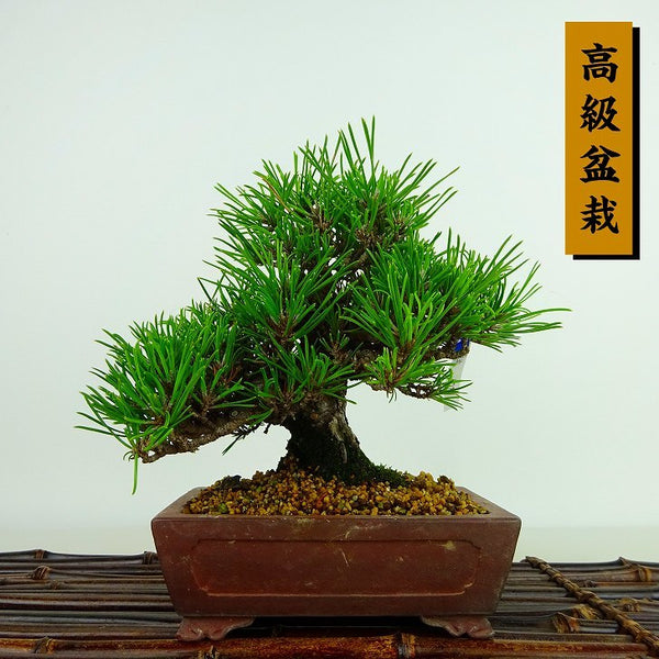 盆栽 松 黒松 樹高 約14cm くろまつ Pinus thunbergii クロマツ マツ科 常緑針葉樹 観賞用 小品 v1103045596