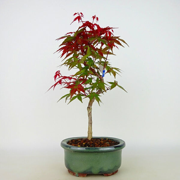 盆栽 紅葉 出猩々 樹高 約24cm～26cm もみじ Acer palmatum モミジ カエデ科 落葉樹 観賞用 数量物 セレクト u1106314395