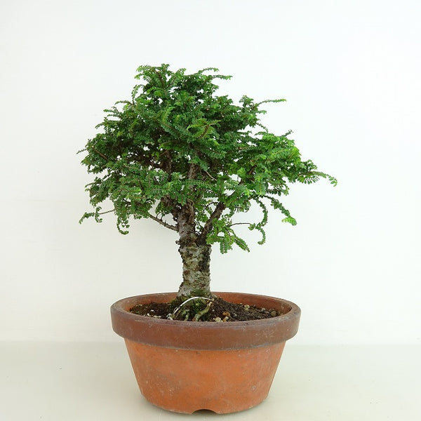 盆栽 楡欅 樹高 約20cm にれけやき Ulmus parvifolia ニレケヤキ 八房 ニレ科 落葉樹 観賞用 小品