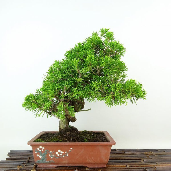 盆栽 真柏 樹高 約24cm しんぱく Juniperus chinensis シンパク “ジン シャリ” ヒノキ科 常緑樹 観賞用 q1107607964