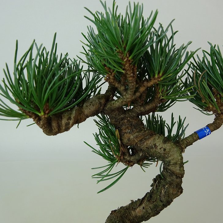 盆栽 松 五葉松 樹高 約15～16cm ごようまつ Pinus parviflora ゴヨウマツ マツ科 常緑針葉樹 観賞用 小品 数量物 セレクト b1108504747