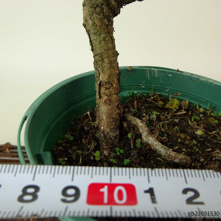 盆栽 松 五葉松 樹高 約15～16cm ごようまつ Pinus parviflora ゴヨウマツ マツ科 常緑針葉樹 観賞用 小品 数量物 セレクト b1108504747