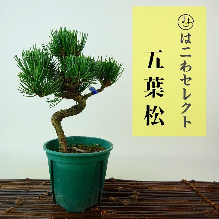 盆栽 松 五葉松 樹高 約15～16cm ごようまつ Pinus parviflora ゴヨウマツ マツ科 常緑針葉樹 観賞用 小品 数量物 セレクト b1108504747