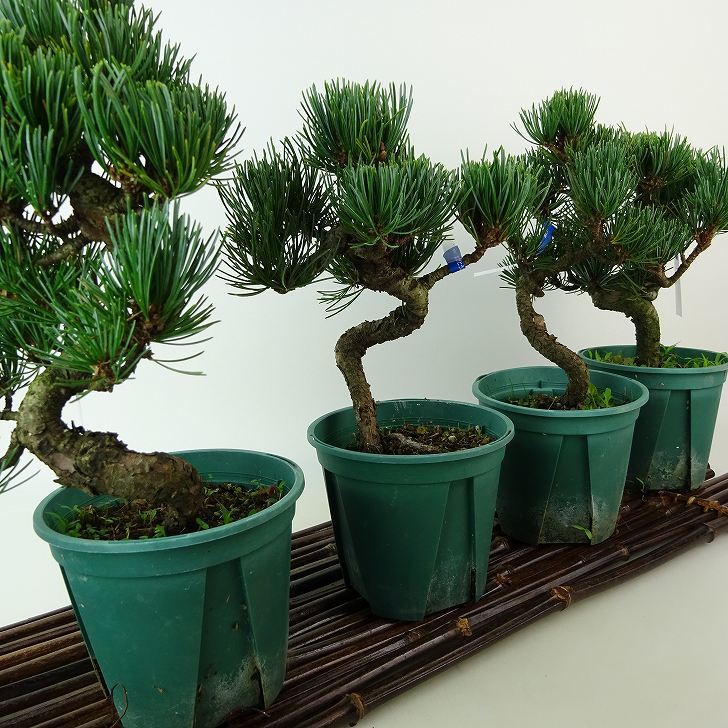 盆栽 松 五葉松 樹高 約15～16cm ごようまつ Pinus parviflora ゴヨウマツ マツ科 常緑針葉樹 観賞用 小品 数量物 セレクト b1108504747