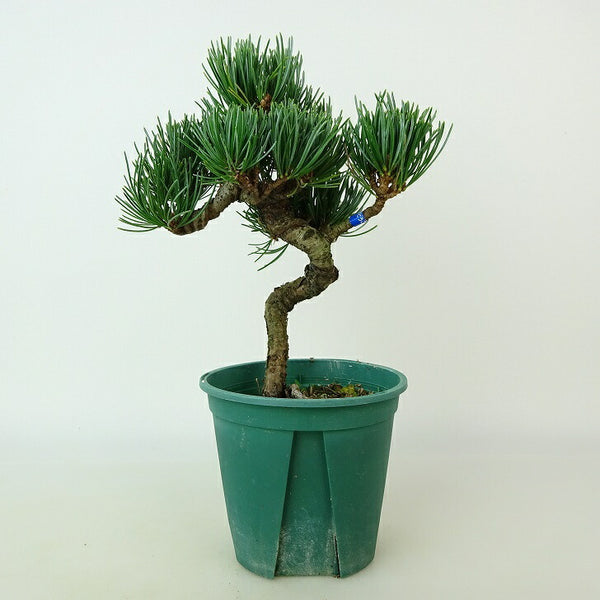 盆栽 松 五葉松 樹高 約15～16cm ごようまつ Pinus parviflora ゴヨウマツ マツ科 常緑針葉樹 観賞用 小品 数量物 セレクト b1108504747