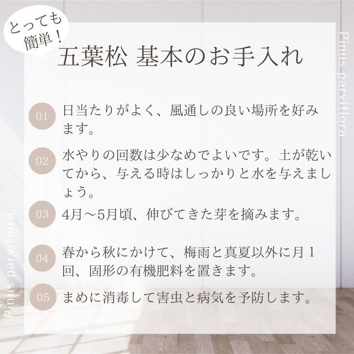 盆栽 松 五葉松 樹高 約15～16cm ごようまつ Pinus parviflora ゴヨウマツ マツ科 常緑針葉樹 観賞用 小品 数量物 セレクト b1108504747