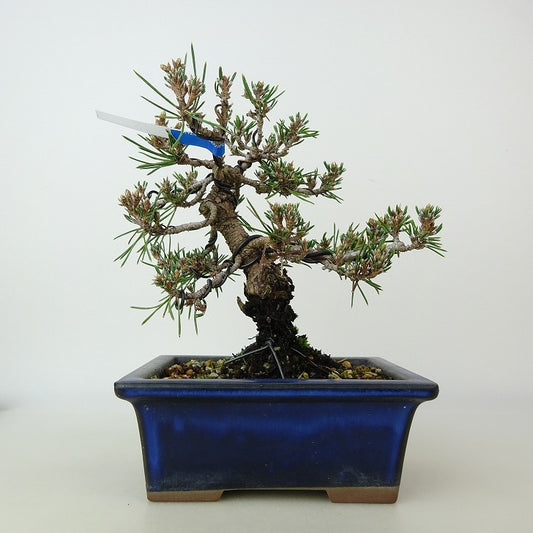 盆栽 松 黒松 千寿丸 樹高 約15～16cm くろまつ Pinus thunbergii クロマツ マツ科 常緑針葉樹 観賞用 小品 数量物 セレクト g1108516365