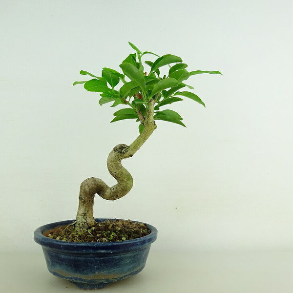 盆栽 真弓 樹高 約17cm まゆみ Euonymus sieboldianus マユミ 実物 紅葉 ニシキギ科 落葉広葉樹 観賞用 小品 n1109082026