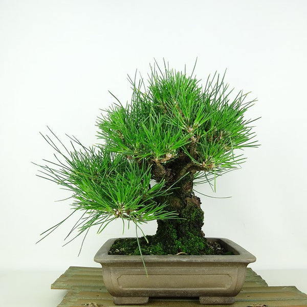 盆栽 松 黒松 樹高 上下 約27cm くろまつ Pinus thunbergii クロマツ マツ科 常緑針葉樹 観賞用 g1109091049