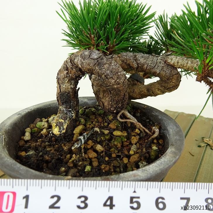 盆栽 松 黒松 寿寸松 樹高 約9cm くろまつ Pinus thunbergii クロマツ 寸松 マツ科 常緑針葉樹 観賞用 小品 s1109088584