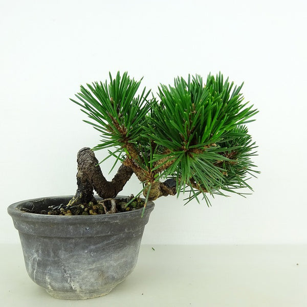 盆栽 松 黒松 寿寸松 樹高 約9cm くろまつ Pinus thunbergii クロマツ 寸松 マツ科 常緑針葉樹 観賞用 小品 s1109088584