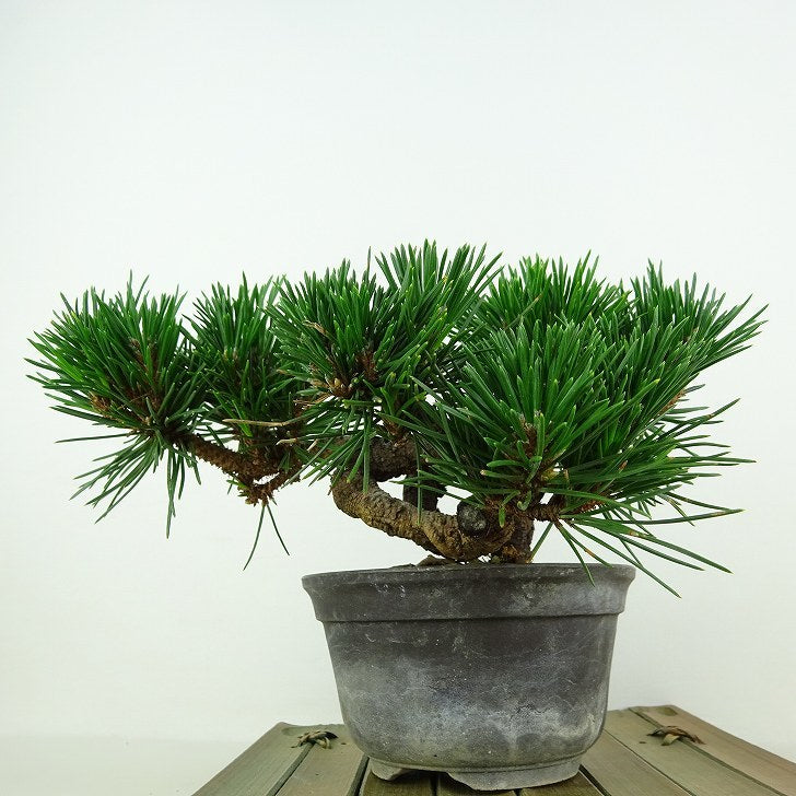 盆栽 松 黒松 寿寸松 樹高 約9cm くろまつ Pinus thunbergii クロマツ 寸松 マツ科 常緑針葉樹 観賞用 小品 s1109088584