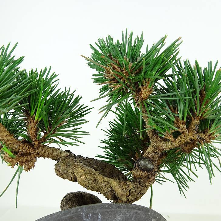 盆栽 松 黒松 寿寸松 樹高 約9cm くろまつ Pinus thunbergii クロマツ 寸松 マツ科 常緑針葉樹 観賞用 小品 s1109088584