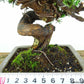 盆栽 杜松 樹高 約15cm としょう Juniperus rigida トショウ ヒノキ科 常緑針葉樹 観賞用 小品 v1109102797