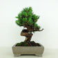 盆栽 杜松 樹高 約15cm としょう Juniperus rigida トショウ ヒノキ科 常緑針葉樹 観賞用 小品 v1109102797