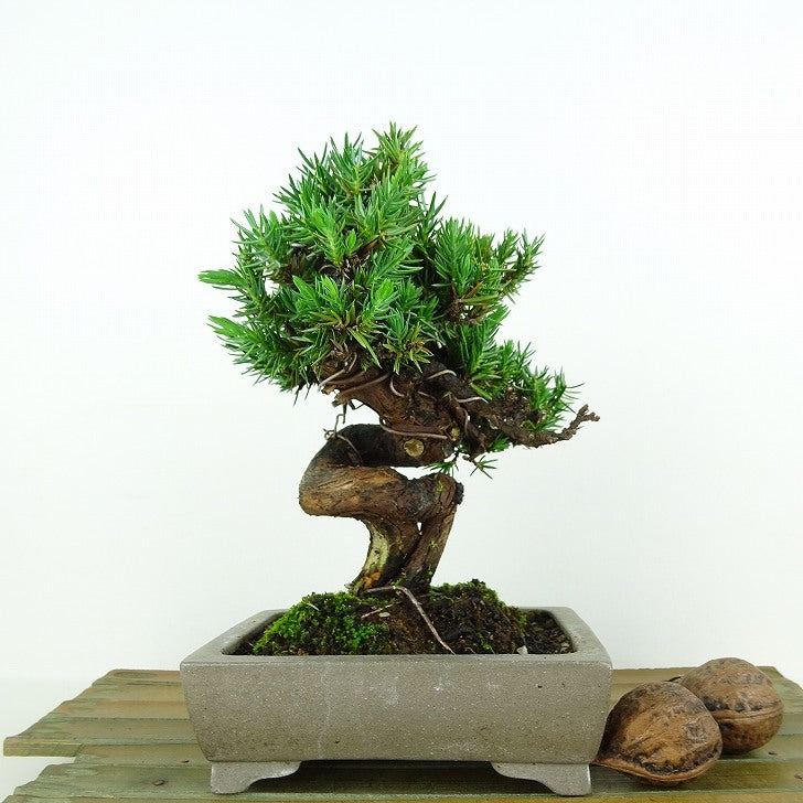 盆栽 杜松 樹高 約15cm としょう Juniperus rigida トショウ ヒノキ科 常緑針葉樹 観賞用 小品 v1109102797