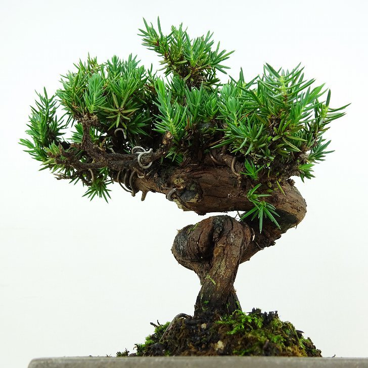 盆栽 杜松 樹高 約15cm としょう Juniperus rigida トショウ ヒノキ科 常緑針葉樹 観賞用 小品 v1109102797