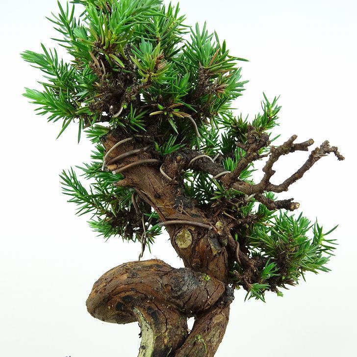 盆栽 杜松 樹高 約15cm としょう Juniperus rigida トショウ ヒノキ科 常緑針葉樹 観賞用 小品 v1109102797